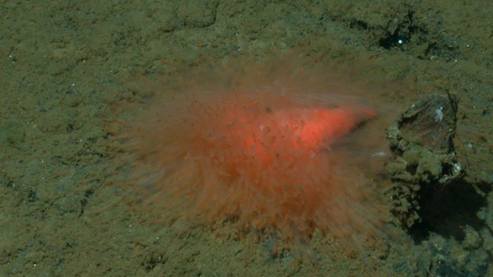 کشف یک موجود دریایی فوق‌العاده عجیب در اعماق دریا/ عکس
