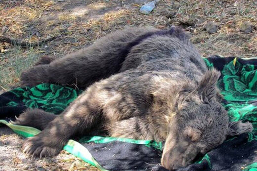 ببینید | مرگ یک خرس دیگر در ایران؛ این‌بار در تصادف با پراید!
