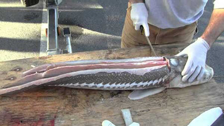 قیمت سرسام‌آور برای خوشمزه‌ترین ماهی دریای خزر/ اوزون برون چقدر چوب خورد؟