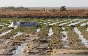 بارندگی تابستانه بیش از یکهزارو ۴۵۵ میلیاردریال به گچساران خسارت زد