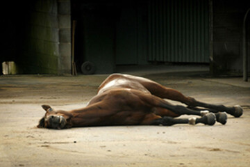 عکس | تصادف هولناک اسب با پیکان؛ مصدومیت ۶ نفر