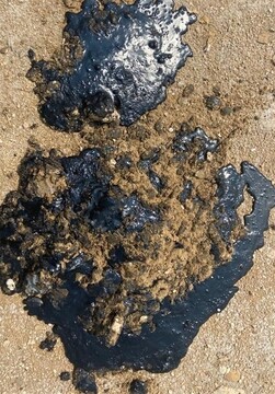 پاک‌سازی لکه‌های نفتی خلیج فارس با کیسه زباله و پاکبان‌ها در ساحل بوشهر!/ تصاویر