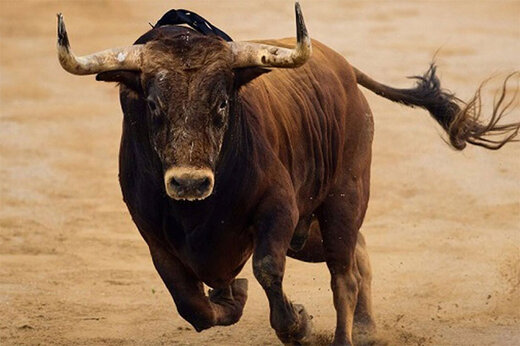 ببیبنید | وحشی بازی یک گاو، جوان ماجراجو را مصدوم کرد