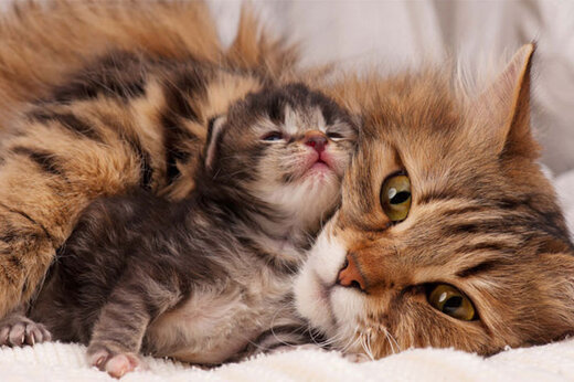 ببینید |  واکنش جالب گربه مادر به تلاش‌های ماجراجویانه فرزندش