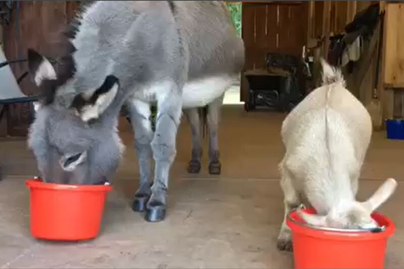 ببینید | زورگویی عجیب یک بز طمع‌کار در مقابل الاغ مظلوم