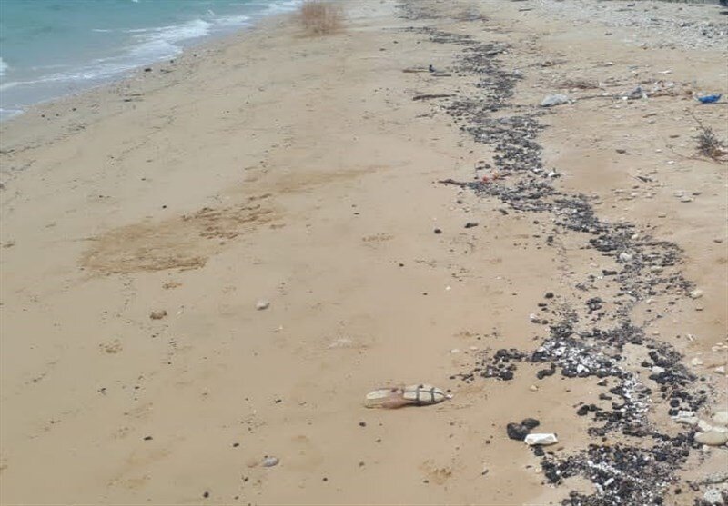 پاک‌سازی لکه‌های نفتی خلیج فارس با کیسه زباله و پاکبان‌ها در ساحل بوشهر!/ تصاویر