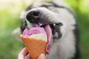 ببینید | ذوق‌زدگی خنده‌دار یک سگ در حین خوردن بستنی