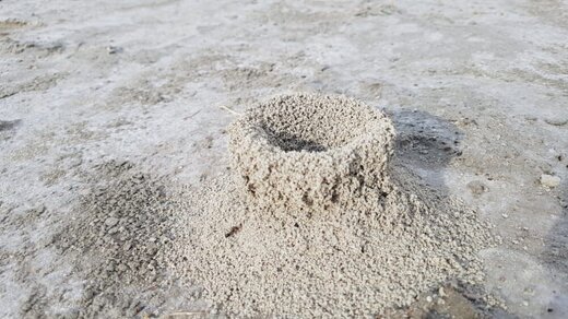 قلعه‌سازی مورچه‌ها در کف دریاچه بختگان / عکس