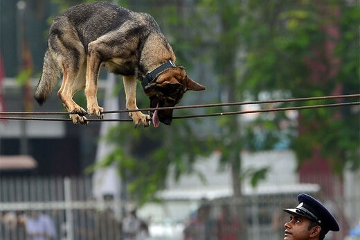 ببینید | مهارت تماشایی یک سگ پلیس در بندبازی!