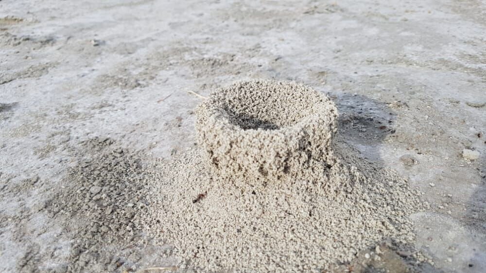 قلعه‌سازی مورچه‌ها در کف دریاچه بختگان/عکس