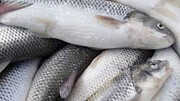 قیمت انواع ماهی در بازار/ جذب فسفر چقدر هزینه دارد؟