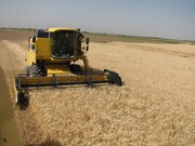 خرید تضمینی گندم در قزوین ۵۳درصد افزایش یافت