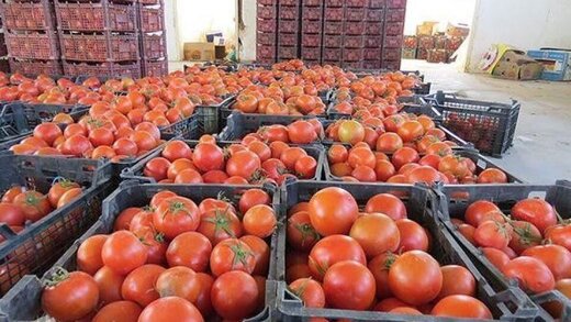 کشف ۹۰ تن گوجه فرنگی در گمرک باهنر بندرعباس
