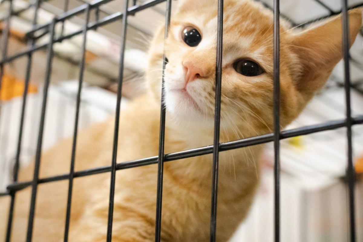 دیوار: فقط آگهیهای سرپرستی تایید میشود