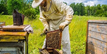 آغاز طرح پایش عسل در زنبورستان های لرستان