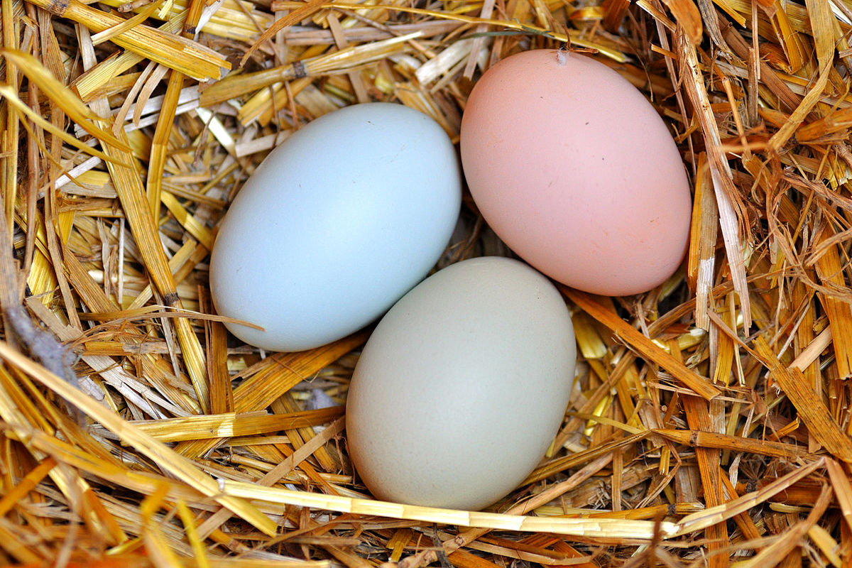  تخم مرغ ارزان شده اما روزی ۱۰۰ تن صادر می شود