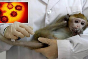 سازمان جهانی بهداشت: آبله میمونی در اروپا فروکش کرد