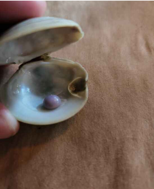 مشتری خوششانس یک مروارید بنفش کمیاب در غذای خود پیدا کرد/ تصاویر