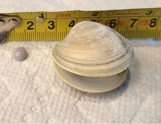 مشتری خوششانس یک مروارید بنفش کمیاب در غذای خود پیدا کرد/ تصاویر