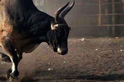 ببینید | فرار یک گاو وحشی از کشتارگاه و حمله به مردم
