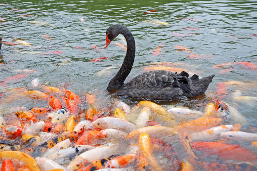 ببینید | غذا دادن جالب یک اردک به ماهی‌های گرسنه
