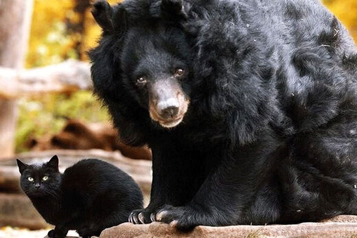 ببینید | وحشت و فرار عجیب خرس سیاه از دست یک گربه شجاع