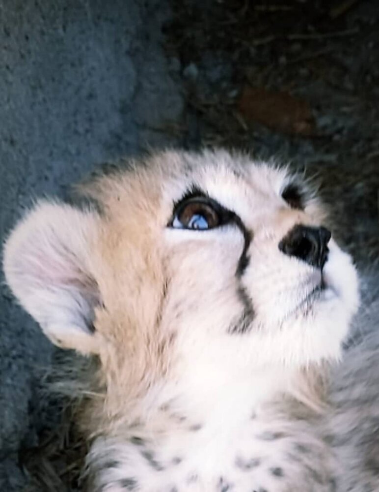 آخرین عکسها از «پیروز» توله یوزپلنگ ایرانی منتشر شد