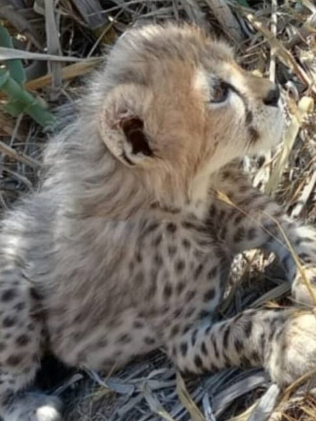 آخرین عکسها از «پیروز» توله یوزپلنگ ایرانی منتشر شد