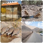 رفع مشکل آب رسانی به حیات وحش منطقه حفاظت شده سفیدکوه خرم‌آباد و پاسگاه محیط بانی یافته