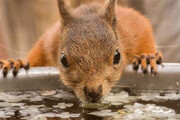 ببینید | لحظه جالب و منحصربفرد آب خوردن سنجاب زاگرس در حاشیه روستا