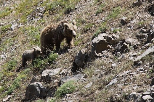 ببینید | تصاویری زیبا از جولان گوزن‌ها و شیطنت خرس‌ها در ارتفاعات البرز