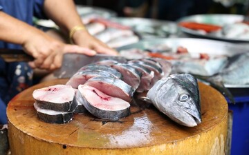 ممنوعیت صید ماهی شیر از ۲۵مرداد تا ۲۵ مهر در استان
