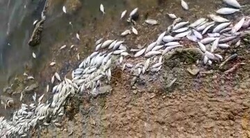 مرگ ماهیان دریاچه استحصال نمک بندرماهشهر برای چندمین بار در یک ماه!