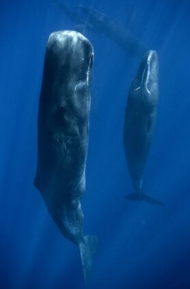 تصویر خارق العاده از ایستاده خوابیدن نهنگ ها!