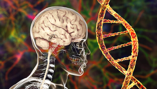 کشف علمی یک ضرب المثل قدیمی درباره مغز انسان!