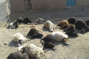 ببینید | تصاویر ناراحت‌کننده از دفن شدن گوسفندان زیر طوفان زابل