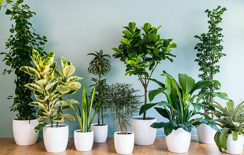 هشت گیاه مناسب برای آپارتمان که هوا را پاک نگه می‌دارد