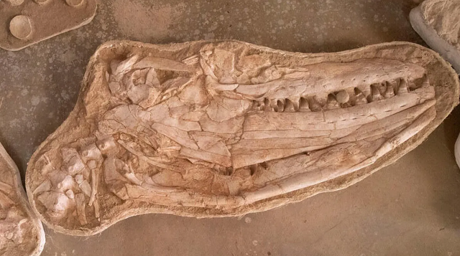 فسیل مارمولک دریایی قاتل کشف شد/ عکس