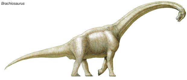 کشف حیرت‌انگیز استخوان‌های یک دایناسور عظیم‌الجثه در حیاط یک ملک شخصی/ تصاویر