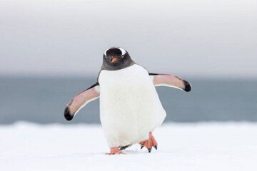 عکس | واکنش عجیب پنگوئن‌ها در مقابل آینه