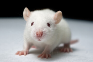 ساخت جنین مصنوعی موش بدون اسپرم و لقاح تخمک!