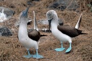 عکس | پا آبی عجیب‌ترین پرنده ای که احتمالا تا به حال دیده اید!