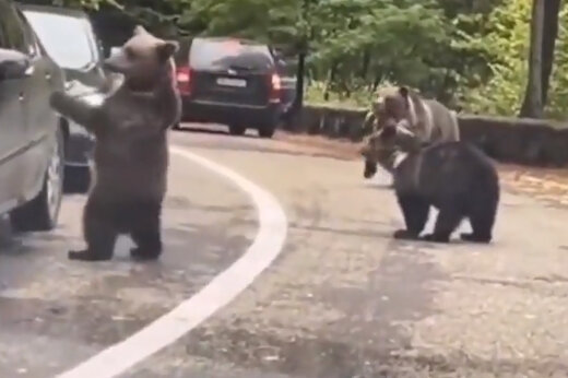ببینید | احوال‌پرسی جالب یک خرس با راننده ماشین