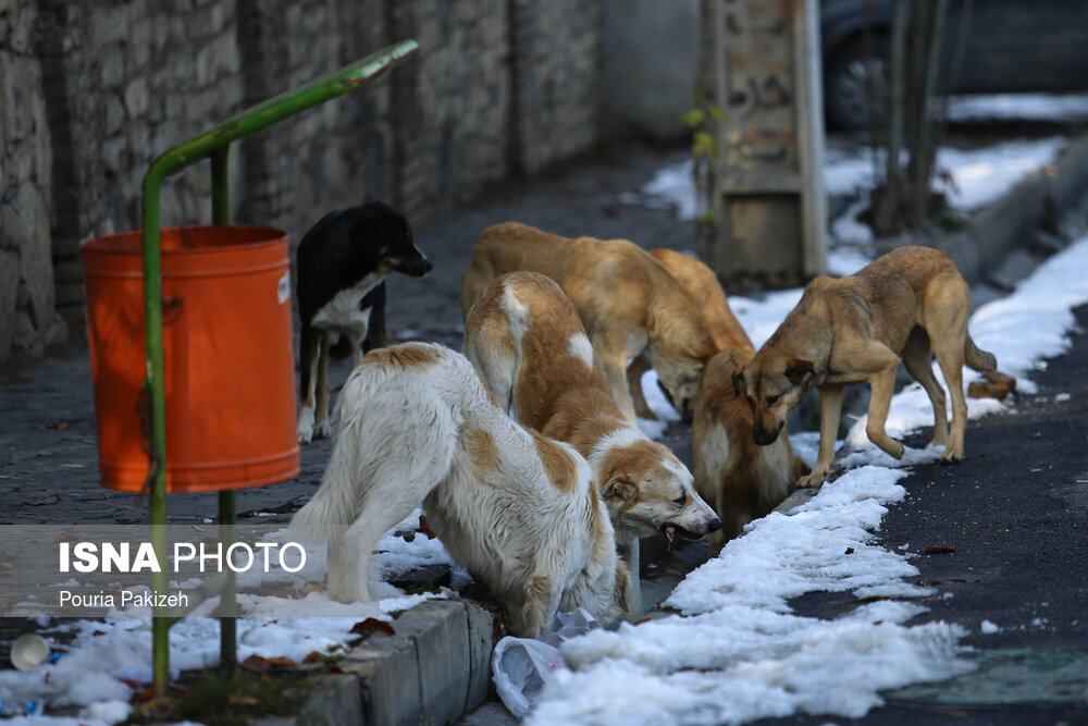 روشهای کنترل سگهای ولگرد در دنیا؛ کشور بدون سگ ولگرد کجاست؟