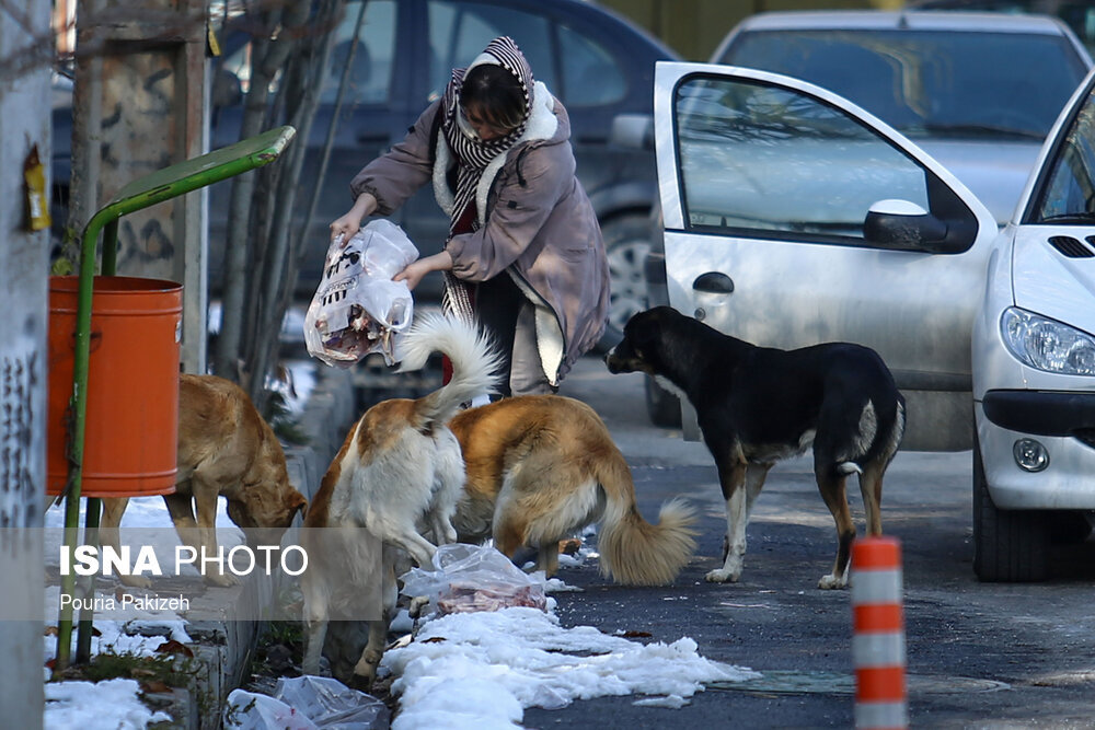 جمع‌آوری سگ‌های بدون‌صاحب/ «تعداد سگ‌ها در شهر کم شده اما در کوهستان و مناطق نمی‌توانیم کاری از پیش ببریم»