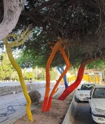 نارضایتی برخی از مردم از رنگ کردن درختان سطح شهر بندرعباس