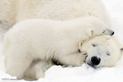 ببینید | تصاویری از عشق بازی توله خرس قطبی با مادرش