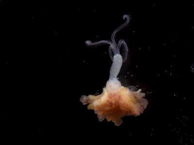 کرمهای استخوانخوار، زامبیهای دریا/ عکس