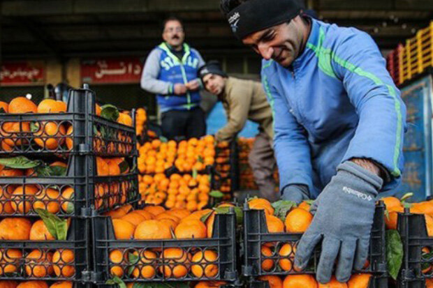 ۸۵ درصد بازار کیوی روسیه دست ایران است/ صادرات ۱۰۰ هزار تن لیمو شیرین و پرتقال به چین