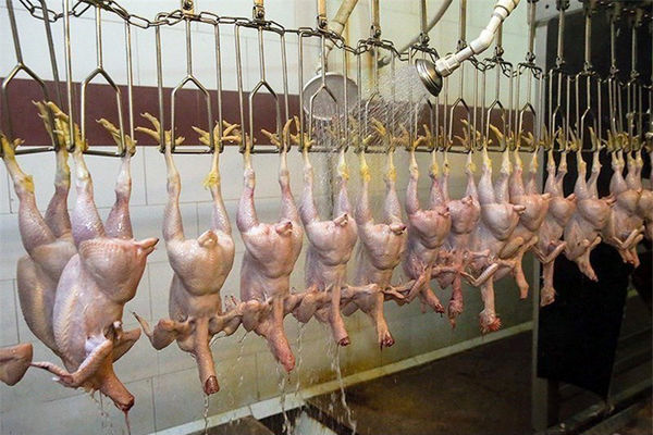 افزایش قیمت مرغ، مصرفش را کاهش داد/ جدیترین قیمت مرغ در بازار